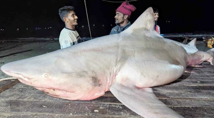১৫০ কেজি ওজনের হাঙ্গর জেলের জালে